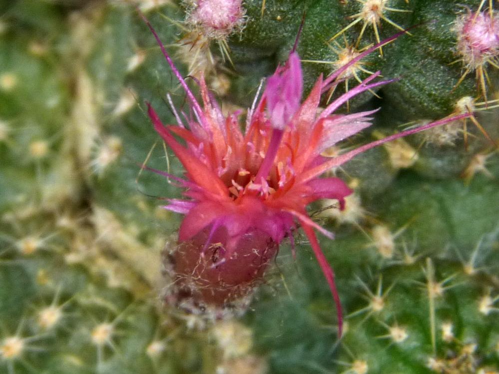 Chamaecereus